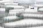 Thumbnail of Chun Yip Chau - In the Fishing Pond.jpg