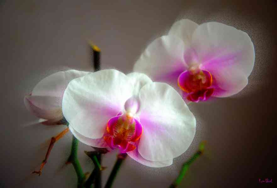 ok-orhidee-A3+.jpg